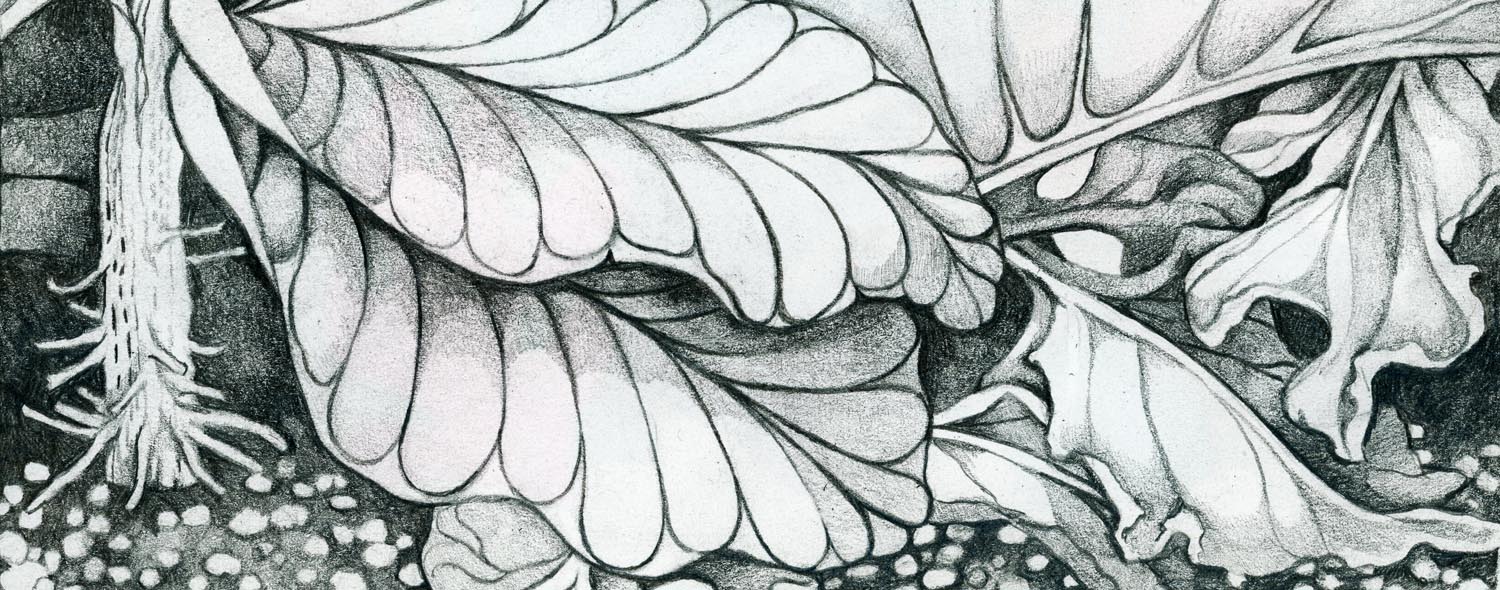 Closeup of a graphite drawing of fig leaves.