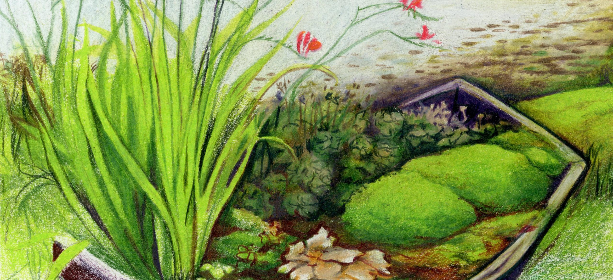 Closeup of a colored pencil drawing of a garden planted in an old boat